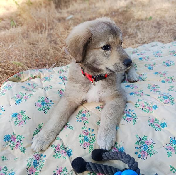 Cucciola 2 mesi Foto 2